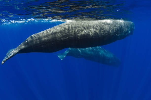 Sperm whales swimming in the blue ocean