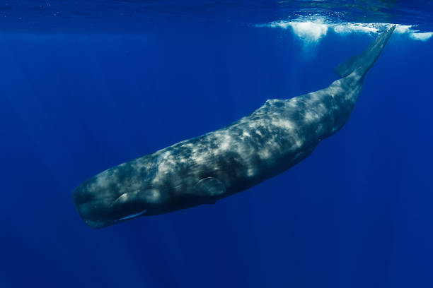 istock Sperm whales swimming in the blue ocean 1720439916