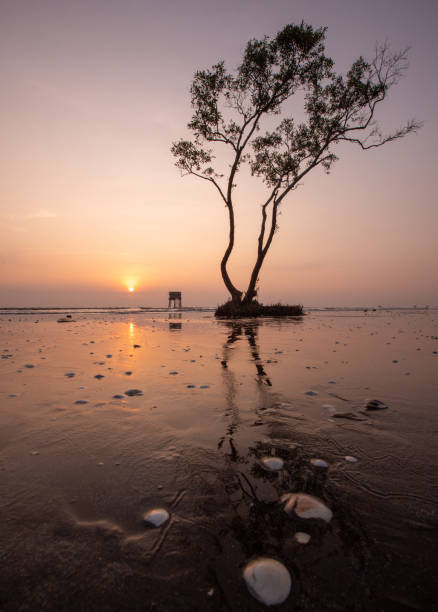 istock Lonely cork tree at dawn, Tan Thanh beach, Tien Giang province 1720440016