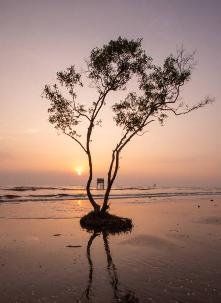 istock Lonely cork tree at dawn, Tan Thanh beach, Tien Giang province 1720440019