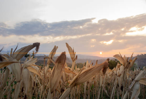 istock Dried corn has not been harvested in the fields 1720441295