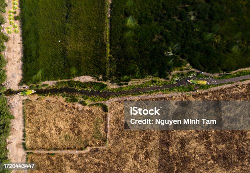 istock Boats filled with grass go between rice and grass fields, Lepironia articulata (Eagle grass) harvesting, Tien Giang province 1720443447
