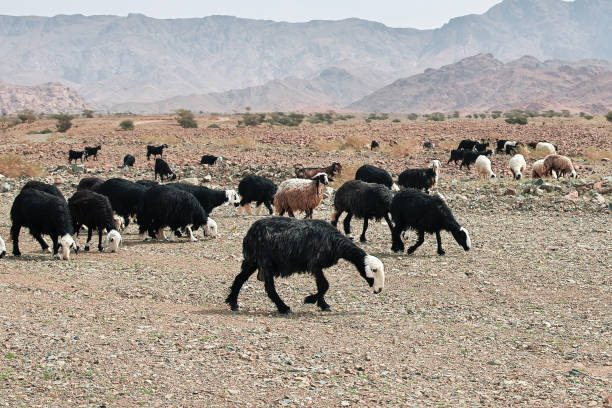 istock Sheep in mountains of Saudi Arabia 1720444562