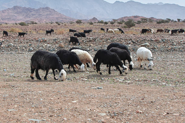istock Sheep in mountains of Saudi Arabia 1720445127