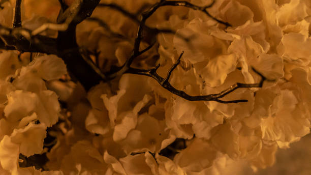 istock Elegant thin twig of small tree on blurry background closeup. Decorative composition with dry bonsai branches in room. Stylish floral ornament with plant elements at warm orange light 1720445727