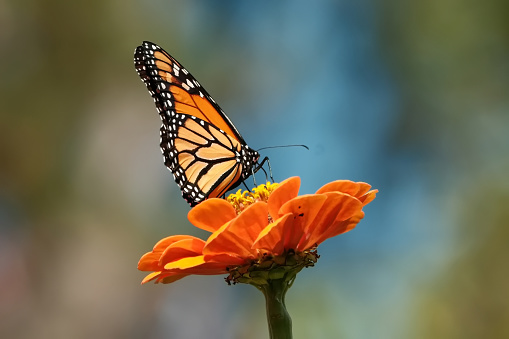 A monarch butterfly enjoying the fruits of summer