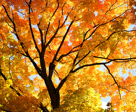 Autumn tree - Fall Forest looking up