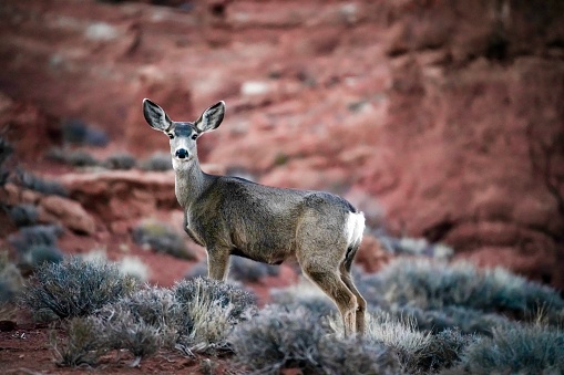 deer staring