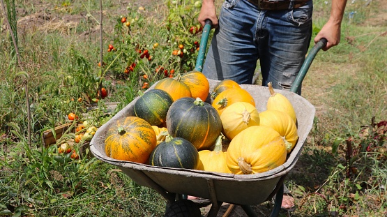 vegetable harvest time in the garden and farm, a man rolls a garden cart full of bright orange and yellow pumpkins and zucchini, vegetable decorations for the autumn holidays