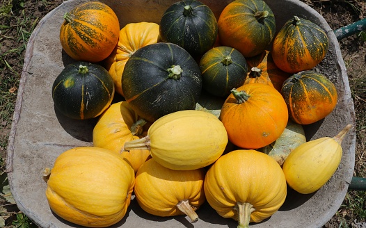 cart full of colorful textured ripe pumpkins and zucchini of round shape with longitudinal stripes and green-yellow skin, autumn harvest of vegetable crops folded into a garden wheelbarrow