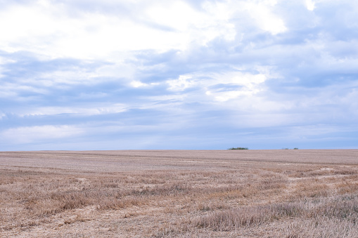 Landscape with blue cloudy sky and wheat stubble.