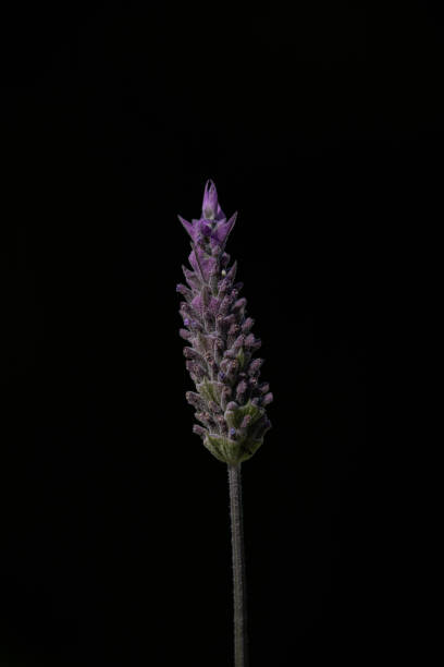 istock Lavender flower on long stem glowing in the dark background. 1720472501
