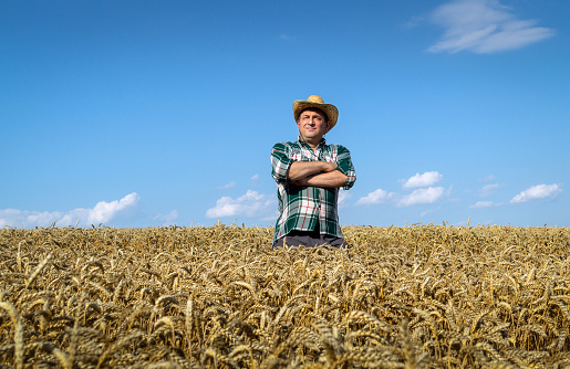 Portrait of a rancher standing in a wheat field. The idea of a successful wheat harvest. Male farmer in a hat on a plantation.