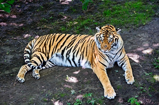 The Sumatran Tiger is the smallest of the Surviving Tiger subspecies.