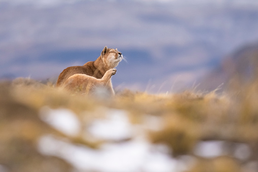 Cougar , Torres del Paine National Park, Patagonia, Chile