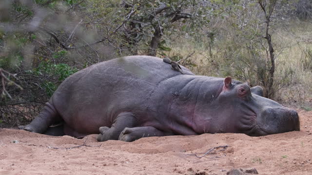 Close-Up of Sleepy Hippopotamus Lying on the Ground.