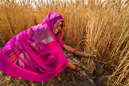Young Indian woman cutting a wheat in a village near Jaipur city, Rajasthan, India.