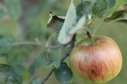 A single ripe macintosh apple hangs from a vibrant autumn-hued leafy branch, its deep red skin glimmering in the sun and inviting viewers to take in the beauty of nature's bounty