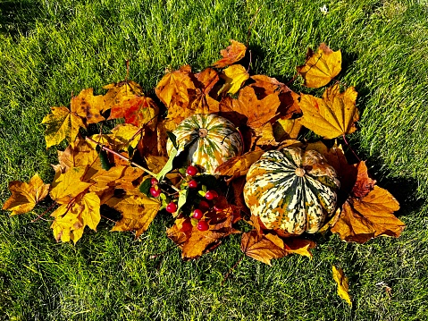 Display of Autumn leaves on grass with pumpkins and berries