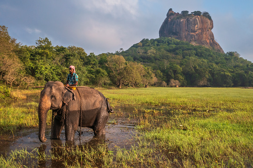 Mahout riding his elephant, Sigiriya Rock on the  background, Central Province, Sri Lanka