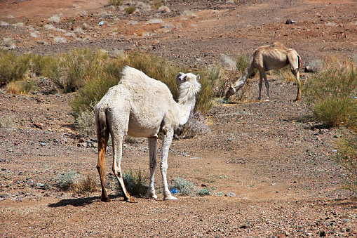 Camels in the desert in Tabuk Province, Saudi Arabia on a sunny day.