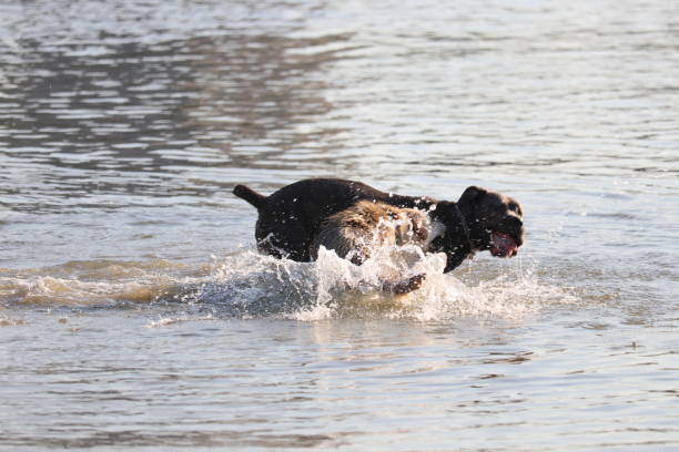 istock A dog running in water 1720482680