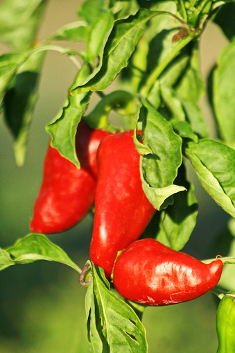 A vibrant display of nature's bounty, the brilliant red peppers on the leafy plant provide a dazzling feast for the eyes