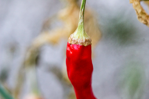This vibrant red pepper, with its lush green stem, is a symbol of the abundance of fresh, flavorful produce that nature provides to tantalize our taste buds