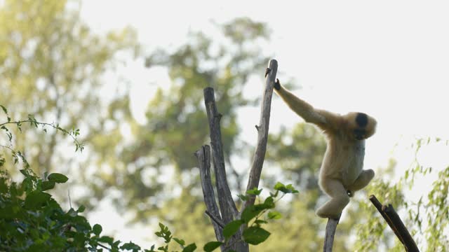 Lar gibbon, also known as the white-handed gibbon, sitting on the top of tree. Animal behavior.