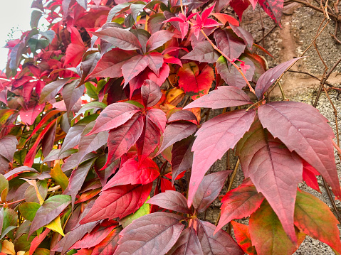 Photograph of red Autumn leaves in the UK