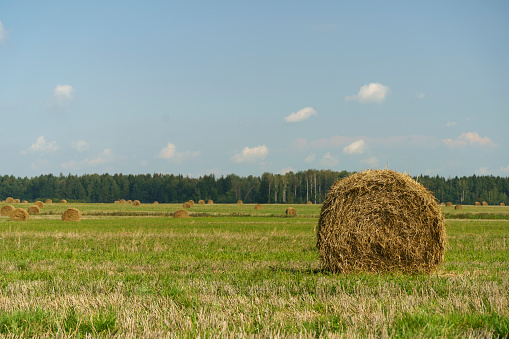 Harvest straw and hay on agricultural field in summer. Rural landscape with hay and straw. High quality photo