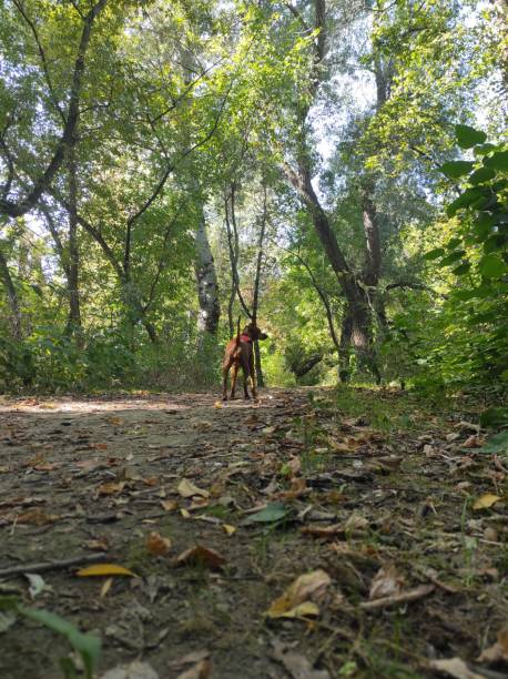 istock Dog in the forest 1720503144