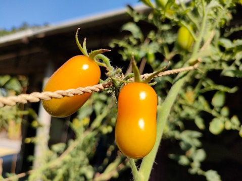 Cherry tomatoes have a round, slightly oval shape with a yellowish color. Their diameter is much smaller than that of ordinary tomatoes, they can be the size of a coin. Golden sweet cherry tomatoes are cherry tomatoes that have the sweetest taste. when fruitful, like grapes.