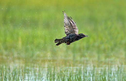 Common starling (Sturnus vulgaris) in flight with water drops, flies away splashing over grasses in the water after bathing - Usedom Island, Germany