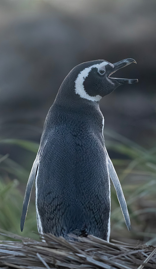 Magellanic Penguin, Spheniscus magellanicus,  calling at sundown. Carcass Island, Falklands