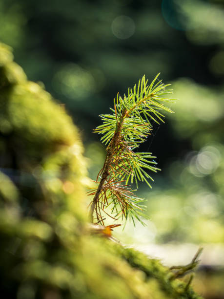 istock Small little pine fir tree sapling seedling in golden sunshine 1720521303