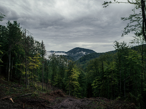 Forest clearing, deforestation on a hill, mountains with pine trees in the background, cloudy, foggy weather, Transylvania, Romania