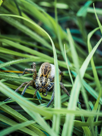 Large adult hogna wolf spider closeup shot in the green grass