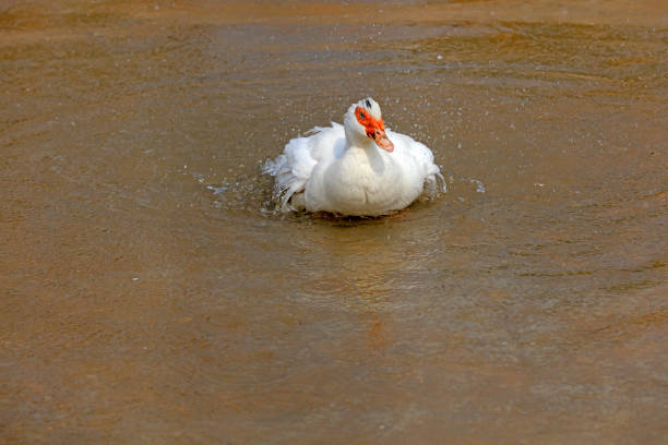 African geese swim in park waters, China