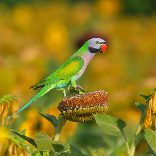 Red-breasted Parakeet Bird Beautiful bird, Red-breasted Parakeet (Psittacula alexandri) eating seed sun flower. black parrot stock pictures, royalty-free photos & images