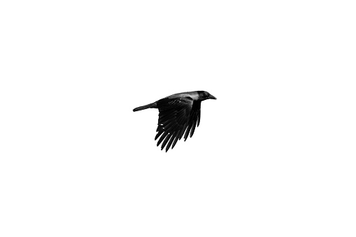 Black crow flies in the sky, close up photo isolated on white background