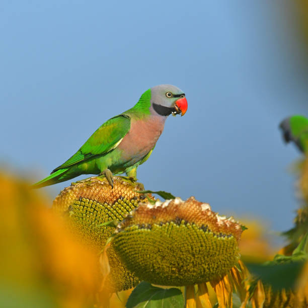 Red-breasted Parakeet Bird Beautiful bird, Red-breasted Parakeet (Psittacula alexandri) eating seed sun flower. black parrot stock pictures, royalty-free photos & images