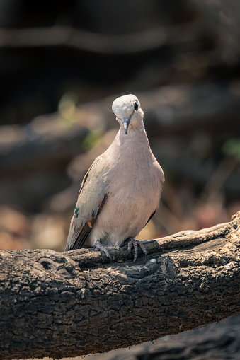 Ring-necked dove on dead branch cocks head