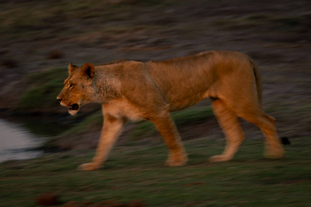 istock Slow pan of lioness walking down riverbank 1720535665