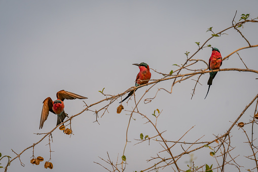 Southern carmine bee-eater takes off near others