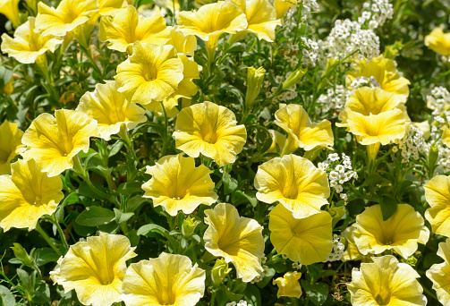 Yellow petunia flowers on a blurred background in horizontal format