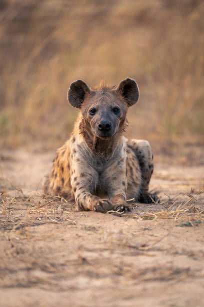 istock Spotted hyena lies on sand facing camera 1720536269