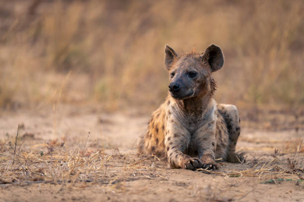 istock Spotted hyena lies on sand turning head 1720536822