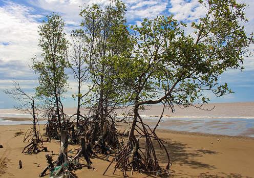 Line of cork trees, Mo O beach, Soc Trang province