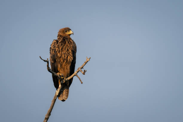 istock Tawny eagle on cleft branch with catchlight 1720538710